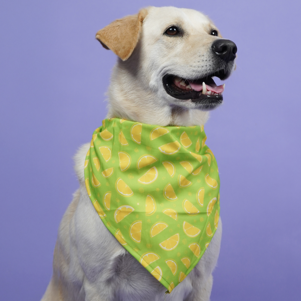 Skatrs Bandana for Dogs Perfect for Trendy Pets (Green)