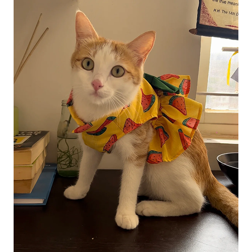 Pawgypets Watermelon Dress for Cats (Yellow)