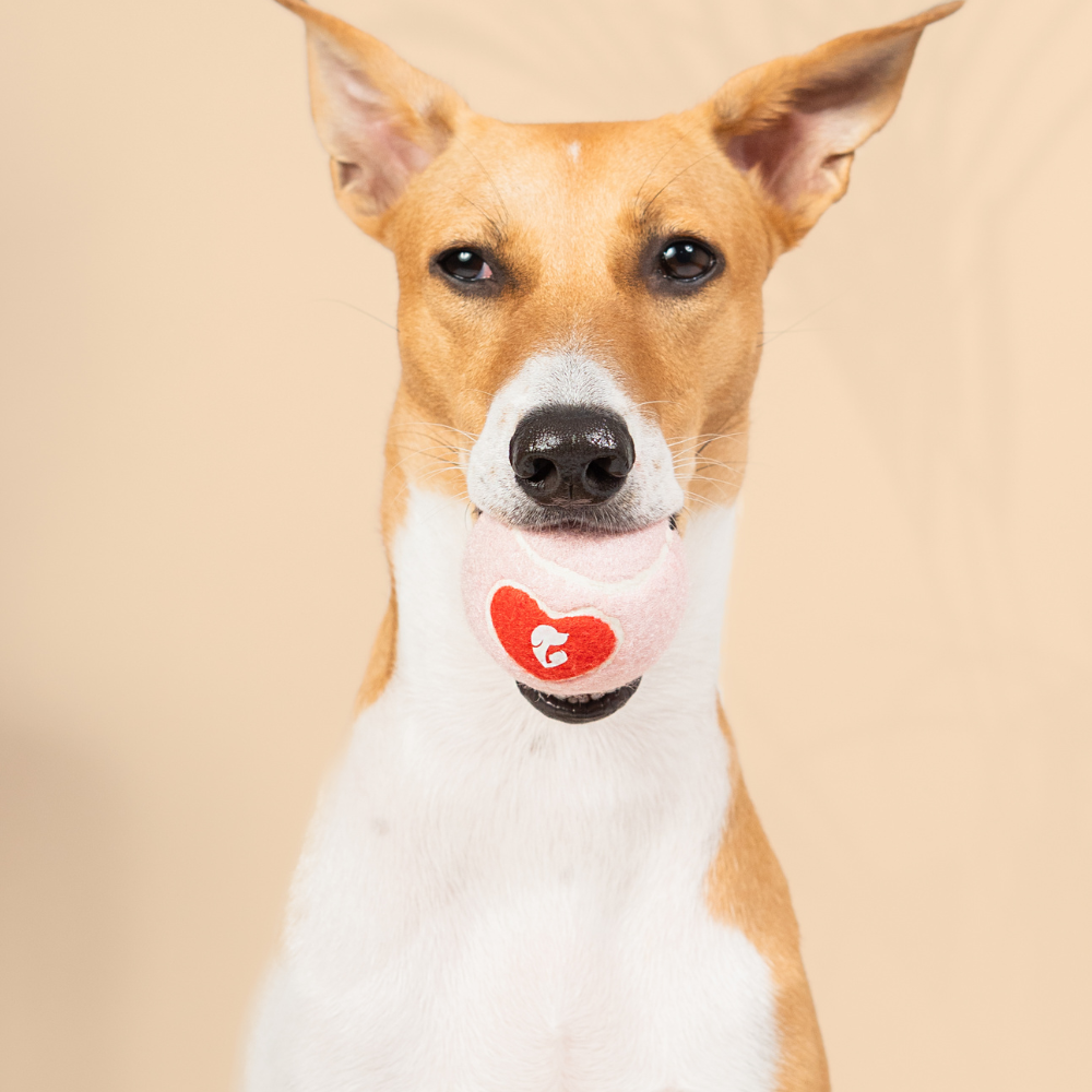 Pet Set Go Squeak Ball Toy for Dogs (Orange)